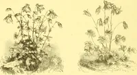 An illustration from Flore pittoresque de la France : anatomie, physiologie, classification, description des plantes indigènes et cultivées au point de vue de l'agriculture, de l'horticulture et de la sylviculture / publiée sous la direction de J. Rothschild. (1885)