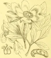 An illustration from Flore pittoresque de la France : anatomie, physiologie, classification, description des plantes indigènes et cultivées au point de vue de l'agriculture, de l'horticulture et de la sylviculture / publiée sous la direction de J. Rothschild. (1885)