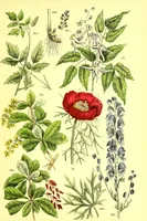 Picture 97 of 757 from Flore pittoresque de la France : anatomie, physiologie, classification, description des plantes indigènes et cultivées au point de vue de l'agriculture, de l'horticulture et de la sylviculture / publiée sous la direction de J. Rothschild. (1885), leaf 115