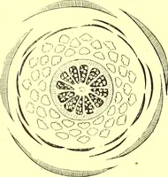 An illustration from Flore pittoresque de la France : anatomie, physiologie, classification, description des plantes indigènes et cultivées au point de vue de l'agriculture, de l'horticulture et de la sylviculture / publiée sous la direction de J. Rothschild. (1885)