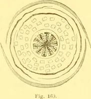 An illustration from Flore pittoresque de la France : anatomie, physiologie, classification, description des plantes indigènes et cultivées au point de vue de l'agriculture, de l'horticulture et de la sylviculture / publiée sous la direction de J. Rothschild. (1885)