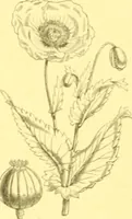 Picture 100 of 757 from Flore pittoresque de la France : anatomie, physiologie, classification, description des plantes indigènes et cultivées au point de vue de l'agriculture, de l'horticulture et de la sylviculture / publiée sous la direction de J. Rothschild. (1885), leaf 118