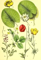 Picture 101 of 757 from Flore pittoresque de la France : anatomie, physiologie, classification, description des plantes indigènes et cultivées au point de vue de l'agriculture, de l'horticulture et de la sylviculture / publiée sous la direction de J. Rothschild. (1885), leaf 119