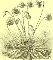 Picture 102 of 757 from Flore pittoresque de la France : anatomie, physiologie, classification, description des plantes indigènes et cultivées au point de vue de l'agriculture, de l'horticulture et de la sylviculture / publiée sous la direction de J. Rothschild. (1885), leaf 121