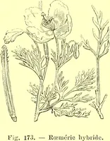 Picture 103 of 757 from Flore pittoresque de la France : anatomie, physiologie, classification, description des plantes indigènes et cultivées au point de vue de l'agriculture, de l'horticulture et de la sylviculture / publiée sous la direction de J. Rothschild. (1885), leaf 121