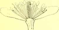 An illustration from Flore pittoresque de la France : anatomie, physiologie, classification, description des plantes indigènes et cultivées au point de vue de l'agriculture, de l'horticulture et de la sylviculture / publiée sous la direction de J. Rothschild. (1885)