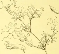 An illustration from Flore pittoresque de la France : anatomie, physiologie, classification, description des plantes indigènes et cultivées au point de vue de l'agriculture, de l'horticulture et de la sylviculture / publiée sous la direction de J. Rothschild. (1885)