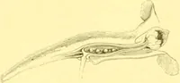 Picture 106 of 757 from Flore pittoresque de la France : anatomie, physiologie, classification, description des plantes indigènes et cultivées au point de vue de l'agriculture, de l'horticulture et de la sylviculture / publiée sous la direction de J. Rothschild. (1885), leaf 122
