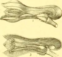 An illustration from Flore pittoresque de la France : anatomie, physiologie, classification, description des plantes indigènes et cultivées au point de vue de l'agriculture, de l'horticulture et de la sylviculture / publiée sous la direction de J. Rothschild. (1885)
