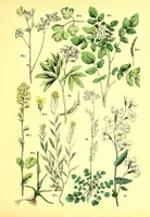Picture 108 of 757 from Flore pittoresque de la France : anatomie, physiologie, classification, description des plantes indigènes et cultivées au point de vue de l'agriculture, de l'horticulture et de la sylviculture / publiée sous la direction de J. Rothschild. (1885), leaf 123