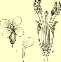 An illustration from Flore pittoresque de la France : anatomie, physiologie, classification, description des plantes indigènes et cultivées au point de vue de l'agriculture, de l'horticulture et de la sylviculture / publiée sous la direction de J. Rothschild. (1885)
