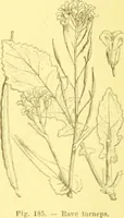 Picture 110 of 757 from Flore pittoresque de la France : anatomie, physiologie, classification, description des plantes indigènes et cultivées au point de vue de l'agriculture, de l'horticulture et de la sylviculture / publiée sous la direction de J. Rothschild. (1885), leaf 126