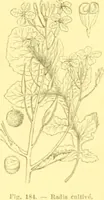 Picture 111 of 757 from Flore pittoresque de la France : anatomie, physiologie, classification, description des plantes indigènes et cultivées au point de vue de l'agriculture, de l'horticulture et de la sylviculture / publiée sous la direction de J. Rothschild. (1885), leaf 126
