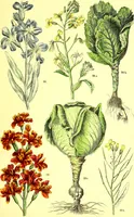 An illustration from Flore pittoresque de la France : anatomie, physiologie, classification, description des plantes indigènes et cultivées au point de vue de l'agriculture, de l'horticulture et de la sylviculture / publiée sous la direction de J. Rothschild. (1885)