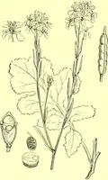Picture 113 of 757 from Flore pittoresque de la France : anatomie, physiologie, classification, description des plantes indigènes et cultivées au point de vue de l'agriculture, de l'horticulture et de la sylviculture / publiée sous la direction de J. Rothschild. (1885), leaf 129