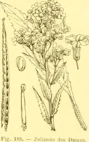Picture 114 of 757 from Flore pittoresque de la France : anatomie, physiologie, classification, description des plantes indigènes et cultivées au point de vue de l'agriculture, de l'horticulture et de la sylviculture / publiée sous la direction de J. Rothschild. (1885), leaf 130