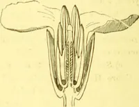 An illustration from Flore pittoresque de la France : anatomie, physiologie, classification, description des plantes indigènes et cultivées au point de vue de l'agriculture, de l'horticulture et de la sylviculture / publiée sous la direction de J. Rothschild. (1885)
