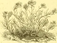 Picture 116 of 757 from Flore pittoresque de la France : anatomie, physiologie, classification, description des plantes indigènes et cultivées au point de vue de l'agriculture, de l'horticulture et de la sylviculture / publiée sous la direction de J. Rothschild. (1885), leaf 130