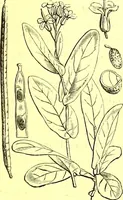 An illustration from Flore pittoresque de la France : anatomie, physiologie, classification, description des plantes indigènes et cultivées au point de vue de l'agriculture, de l'horticulture et de la sylviculture / publiée sous la direction de J. Rothschild. (1885)