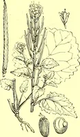 Picture 118 of 757 from Flore pittoresque de la France : anatomie, physiologie, classification, description des plantes indigènes et cultivées au point de vue de l'agriculture, de l'horticulture et de la sylviculture / publiée sous la direction de J. Rothschild. (1885), leaf 131
