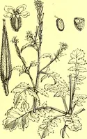 An illustration from Flore pittoresque de la France : anatomie, physiologie, classification, description des plantes indigènes et cultivées au point de vue de l'agriculture, de l'horticulture et de la sylviculture / publiée sous la direction de J. Rothschild. (1885)