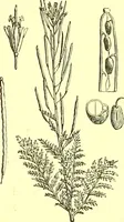 Picture 120 of 757 from Flore pittoresque de la France : anatomie, physiologie, classification, description des plantes indigènes et cultivées au point de vue de l'agriculture, de l'horticulture et de la sylviculture / publiée sous la direction de J. Rothschild. (1885), leaf 131