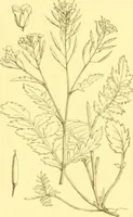 Picture 121 of 757 from Flore pittoresque de la France : anatomie, physiologie, classification, description des plantes indigènes et cultivées au point de vue de l'agriculture, de l'horticulture et de la sylviculture / publiée sous la direction de J. Rothschild. (1885), leaf 132