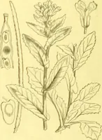 Picture 122 of 757 from Flore pittoresque de la France : anatomie, physiologie, classification, description des plantes indigènes et cultivées au point de vue de l'agriculture, de l'horticulture et de la sylviculture / publiée sous la direction de J. Rothschild. (1885), leaf 132