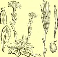 Picture 123 of 757 from Flore pittoresque de la France : anatomie, physiologie, classification, description des plantes indigènes et cultivées au point de vue de l'agriculture, de l'horticulture et de la sylviculture / publiée sous la direction de J. Rothschild. (1885), leaf 133