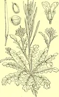 Picture 124 of 757 from Flore pittoresque de la France : anatomie, physiologie, classification, description des plantes indigènes et cultivées au point de vue de l'agriculture, de l'horticulture et de la sylviculture / publiée sous la direction de J. Rothschild. (1885), leaf 133