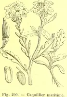Picture 125 of 757 from Flore pittoresque de la France : anatomie, physiologie, classification, description des plantes indigènes et cultivées au point de vue de l'agriculture, de l'horticulture et de la sylviculture / publiée sous la direction de J. Rothschild. (1885), leaf 133