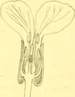 An illustration from Flore pittoresque de la France : anatomie, physiologie, classification, description des plantes indigènes et cultivées au point de vue de l'agriculture, de l'horticulture et de la sylviculture / publiée sous la direction de J. Rothschild. (1885)