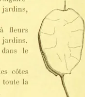 Picture 127 of 757 from Flore pittoresque de la France : anatomie, physiologie, classification, description des plantes indigènes et cultivées au point de vue de l'agriculture, de l'horticulture et de la sylviculture / publiée sous la direction de J. Rothschild. (1885), leaf 134