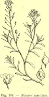Picture 128 of 757 from Flore pittoresque de la France : anatomie, physiologie, classification, description des plantes indigènes et cultivées au point de vue de l'agriculture, de l'horticulture et de la sylviculture / publiée sous la direction de J. Rothschild. (1885), leaf 135