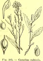 Picture 129 of 757 from Flore pittoresque de la France : anatomie, physiologie, classification, description des plantes indigènes et cultivées au point de vue de l'agriculture, de l'horticulture et de la sylviculture / publiée sous la direction de J. Rothschild. (1885), leaf 135