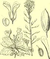 Picture 130 of 757 from Flore pittoresque de la France : anatomie, physiologie, classification, description des plantes indigènes et cultivées au point de vue de l'agriculture, de l'horticulture et de la sylviculture / publiée sous la direction de J. Rothschild. (1885), leaf 135