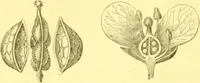 An illustration from Flore pittoresque de la France : anatomie, physiologie, classification, description des plantes indigènes et cultivées au point de vue de l'agriculture, de l'horticulture et de la sylviculture / publiée sous la direction de J. Rothschild. (1885)