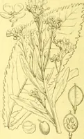 Picture 132 of 757 from Flore pittoresque de la France : anatomie, physiologie, classification, description des plantes indigènes et cultivées au point de vue de l'agriculture, de l'horticulture et de la sylviculture / publiée sous la direction de J. Rothschild. (1885), leaf 136