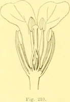 Picture 133 of 757 from Flore pittoresque de la France : anatomie, physiologie, classification, description des plantes indigènes et cultivées au point de vue de l'agriculture, de l'horticulture et de la sylviculture / publiée sous la direction de J. Rothschild. (1885), leaf 136