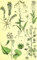 Picture 134 of 757 from Flore pittoresque de la France : anatomie, physiologie, classification, description des plantes indigènes et cultivées au point de vue de l'agriculture, de l'horticulture et de la sylviculture / publiée sous la direction de J. Rothschild. (1885), leaf 137