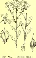 Picture 135 of 757 from Flore pittoresque de la France : anatomie, physiologie, classification, description des plantes indigènes et cultivées au point de vue de l'agriculture, de l'horticulture et de la sylviculture / publiée sous la direction de J. Rothschild. (1885), leaf 139