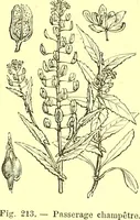 Picture 136 of 757 from Flore pittoresque de la France : anatomie, physiologie, classification, description des plantes indigènes et cultivées au point de vue de l'agriculture, de l'horticulture et de la sylviculture / publiée sous la direction de J. Rothschild. (1885), leaf 139