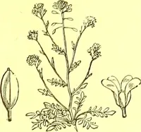 An illustration from Flore pittoresque de la France : anatomie, physiologie, classification, description des plantes indigènes et cultivées au point de vue de l'agriculture, de l'horticulture et de la sylviculture / publiée sous la direction de J. Rothschild. (1885)