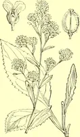 An illustration from Flore pittoresque de la France : anatomie, physiologie, classification, description des plantes indigènes et cultivées au point de vue de l'agriculture, de l'horticulture et de la sylviculture / publiée sous la direction de J. Rothschild. (1885)