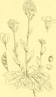 An illustration from Flore pittoresque de la France : anatomie, physiologie, classification, description des plantes indigènes et cultivées au point de vue de l'agriculture, de l'horticulture et de la sylviculture / publiée sous la direction de J. Rothschild. (1885)