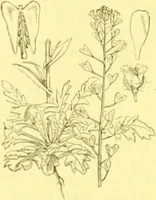 Picture 140 of 757 from Flore pittoresque de la France : anatomie, physiologie, classification, description des plantes indigènes et cultivées au point de vue de l'agriculture, de l'horticulture et de la sylviculture / publiée sous la direction de J. Rothschild. (1885), leaf 140