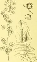 An illustration from Flore pittoresque de la France : anatomie, physiologie, classification, description des plantes indigènes et cultivées au point de vue de l'agriculture, de l'horticulture et de la sylviculture / publiée sous la direction de J. Rothschild. (1885)