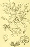 An illustration from Flore pittoresque de la France : anatomie, physiologie, classification, description des plantes indigènes et cultivées au point de vue de l'agriculture, de l'horticulture et de la sylviculture / publiée sous la direction de J. Rothschild. (1885)