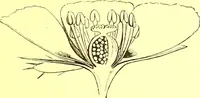 Picture 143 of 757 from Flore pittoresque de la France : anatomie, physiologie, classification, description des plantes indigènes et cultivées au point de vue de l'agriculture, de l'horticulture et de la sylviculture / publiée sous la direction de J. Rothschild. (1885), leaf 141