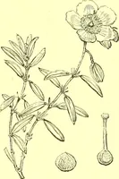 Picture 144 of 757 from Flore pittoresque de la France : anatomie, physiologie, classification, description des plantes indigènes et cultivées au point de vue de l'agriculture, de l'horticulture et de la sylviculture / publiée sous la direction de J. Rothschild. (1885), leaf 141
